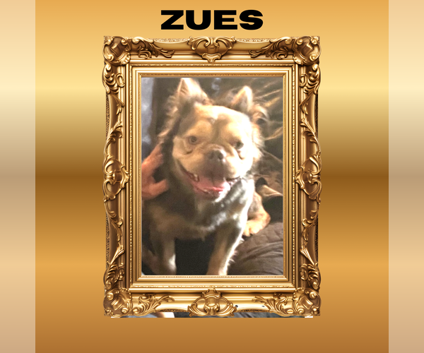 Medium Photo #1 French Bulldog Puppy For Sale in Luton, Bedfordshire (England), United Kingdom