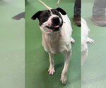 Small #1 Labrador Retriever Mix