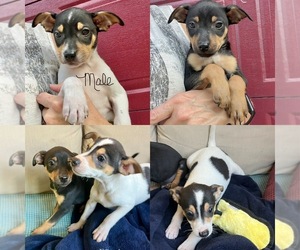 Jack-Rat Terrier Dog for Adoption in RICHMOND, Michigan USA