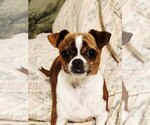 Small #2 Chihuahua