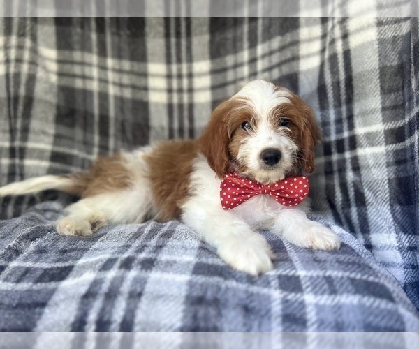 Medium Photo #2 Cavapoo Puppy For Sale in LAKELAND, FL, USA