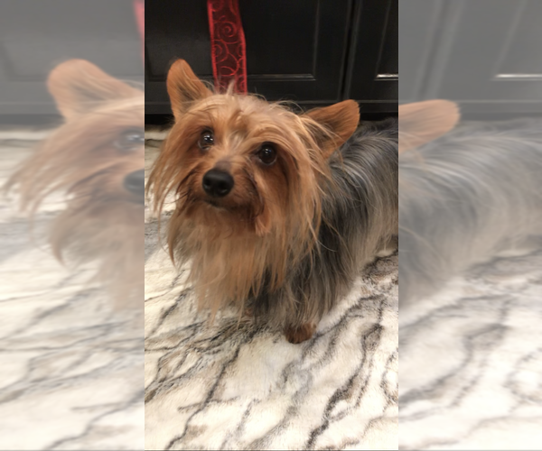 Medium Photo #1 Yorkshire Terrier Puppy For Sale in MOUNT CARMEL, PA, USA