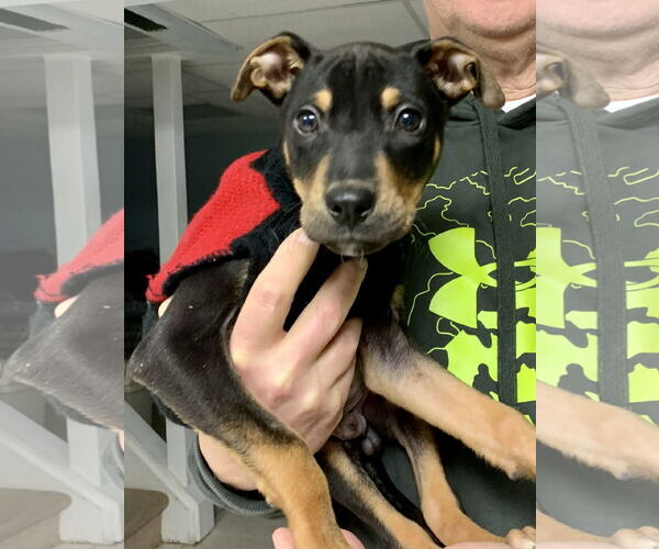 Medium Photo #7 Mutt Puppy For Sale in Chester, NJ, USA