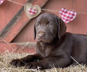 Labrador Retriever Dog for Adoption in GAY, Georgia USA