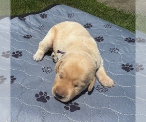Medium Labrador Retriever