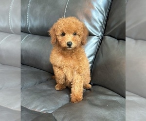 Goldendoodle (Miniature) Puppy for sale in FRANKLIN, IN, USA