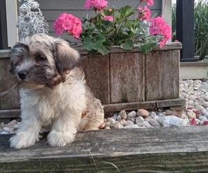 Havanese Litter for sale in GORDONVILLE, PA, USA