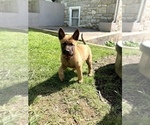 Small Photo #5 Belgian Malinois Puppy For Sale in FAIRPLAY, MD, USA