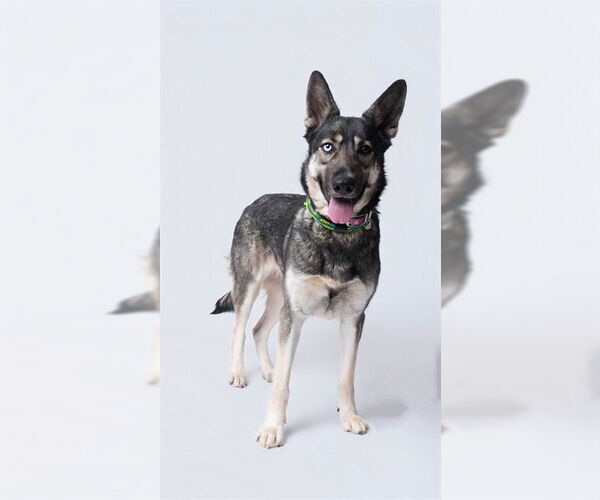 Medium Photo #2 German Shepherd Dog-Unknown Mix Puppy For Sale in Forestville, MD, USA