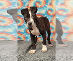 Small #5 American Pit Bull Terrier Mix