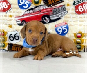 Dachshund Puppy for sale in WINNSBORO, LA, USA