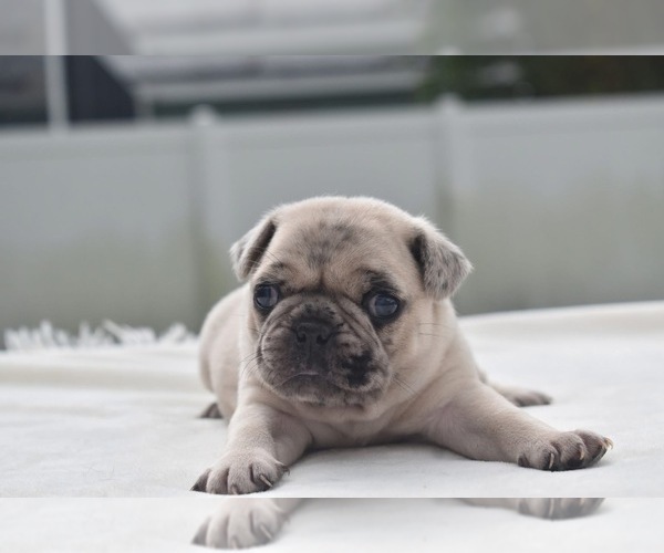 Medium Photo #6 Pug Puppy For Sale in PALM COAST, FL, USA