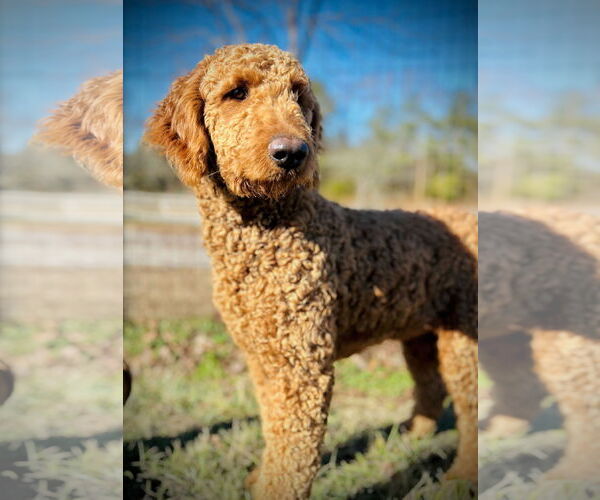 Medium Photo #3 Poodle (Standard)-Unknown Mix Puppy For Sale in Pacolet, SC, USA