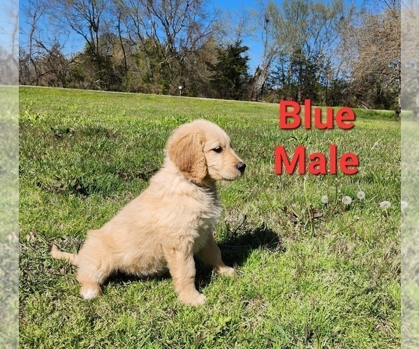 Medium Photo #12 Goldendoodle Puppy For Sale in CLARKSVILLE, TX, USA