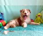 Small Photo #5 Miniature Australian Shepherd Puppy For Sale in BOUSE, AZ, USA