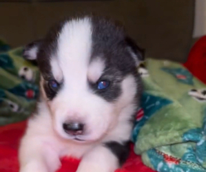 Siberian Husky Puppy for sale in BAKERSFIELD, CA, USA