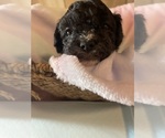 Small #1 Cavapoo