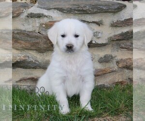 English Cream Golden Retriever Puppy for sale in CHRISTIANA, PA, USA