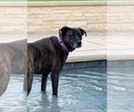 Small #10 Labrador Retriever Mix