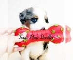 Puppy 6 Miniature Australian Shepherd-Miniature Bernedoodle Mix