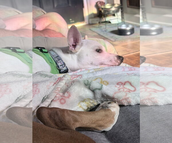 Medium Photo #3 Chihuahua Puppy For Sale in St. Louis Park, MN, USA