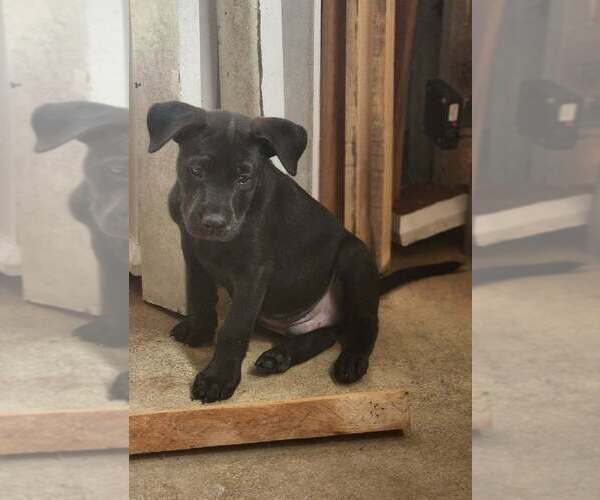 Medium Photo #2 Mutt Puppy For Sale in Candler, NC, USA