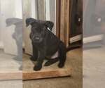 Small #1 Mutt