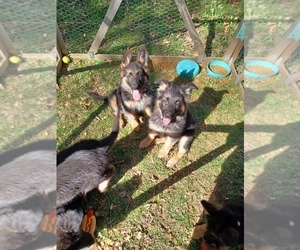 German Shepherd Dog Puppy for sale in CLEVER, MO, USA