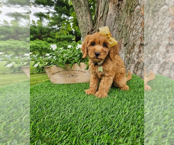 Medium Photo #4 Goldendoodle Puppy For Sale in INDIANAPOLIS, IN, USA