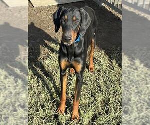 Doberman Pinscher Dogs for adoption in Riverside, CA, USA