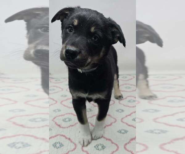 Medium Photo #1 Australian Shepherd-Unknown Mix Puppy For Sale in Brewster, NY, USA