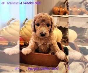 Goldendoodle Puppy for sale in HOPE, AR, USA