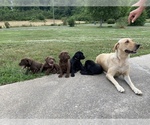Small Photo #3 Labrador Retriever Puppy For Sale in ADAIRSVILLE, GA, USA