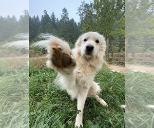 Father of the German Shepherd Dog-Great Pyrenees Mix puppies born on 10/20/2020