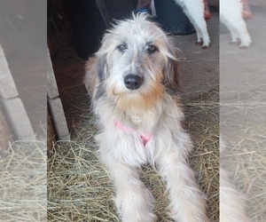 Aussiedoodle Puppy for sale in DOWELLTOWN, TN, USA