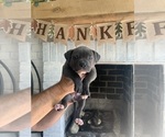 Puppy Female 5 American Bulldog