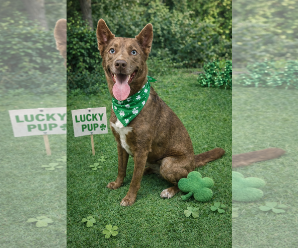 Medium Photo #5 Australian Kelpie-Siberian Husky Mix Puppy For Sale in Euless, TX, USA