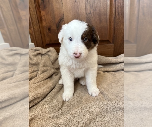 Full screen Photo #1 Border Collie Puppy For Sale in LULA, GA, USA