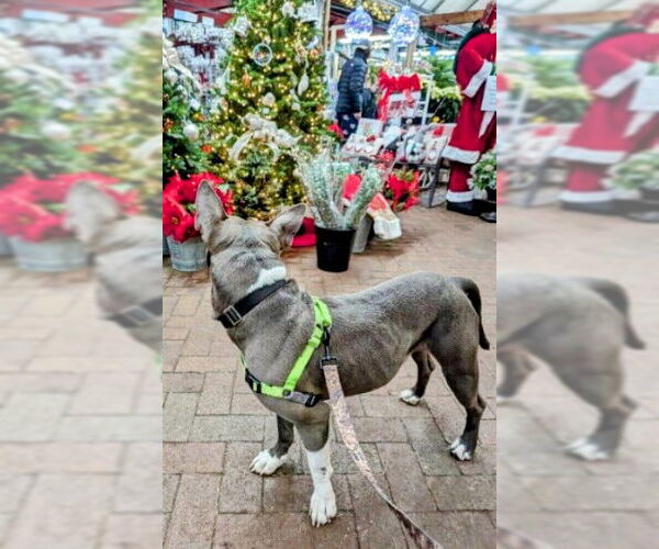 Medium Photo #3 American Staffordshire Terrier-Unknown Mix Puppy For Sale in columbia, SC, USA