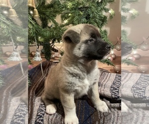 Akita Puppy for sale in FORT WAYNE, IN, USA