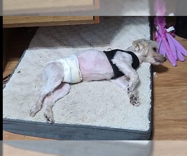 Medium Photo #6 Maltese Puppy For Sale in Spring, TX, USA