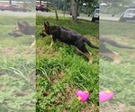 Small #6 German Shepherd Dog