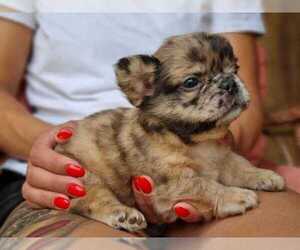 French Bulldog Puppy for Sale in MIAMI, Florida USA