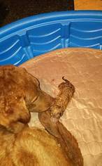Mother of the Chesapeake Bay Retriever puppies born on 02/02/2017