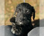 Small Photo #1 Dachshund-Unknown Mix Puppy For Sale in Yardley, PA, USA