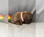 Small Photo #34 Faux Frenchbo Bulldog Puppy For Sale in HOODSPORT, WA, USA
