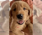 Small Photo #5 Golden Retriever Puppy For Sale in MADERA, CA, USA