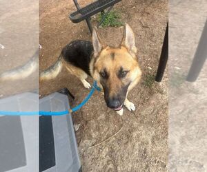 Mutt Dogs for adoption in Hilton Head, SC, USA