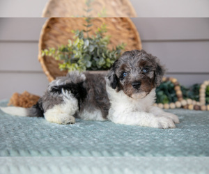 Poodle (Miniature) Litter for sale in WOLCOTTVILLE, IN, USA