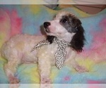 Small #1 Poodle (Toy)